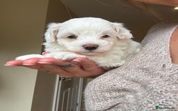 Maltipoo dogs for sale: Maltipoo - Image 2