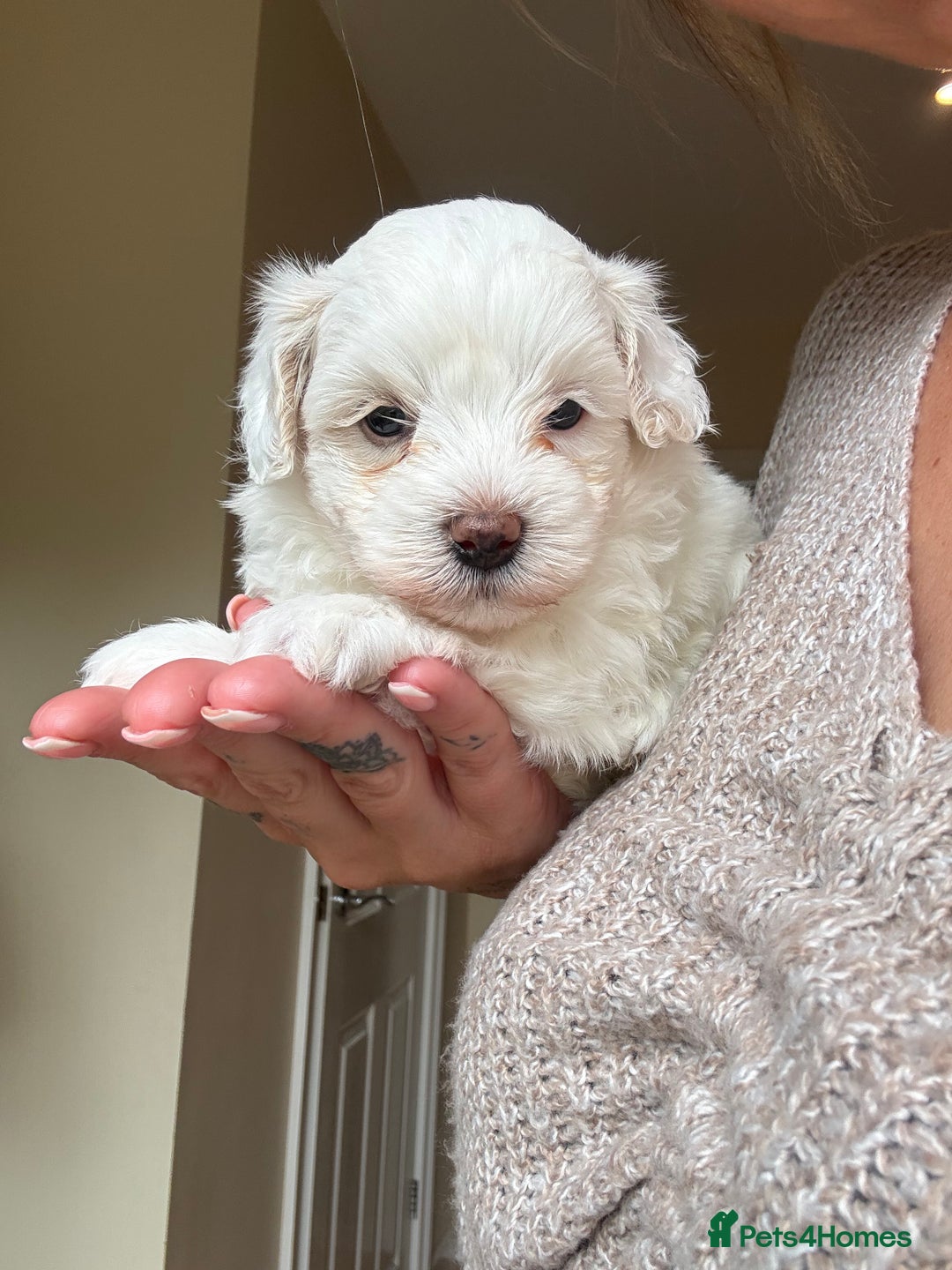 Maltipoo dogs for sale: Maltipoo - Image 2