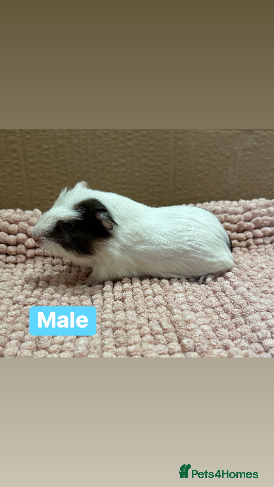 Guinea Pig rodents for sale: Young Guinea pigs  - Advert 5