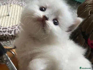 Ragdoll cats Purebreed Ragdoll kittens - Advert 1