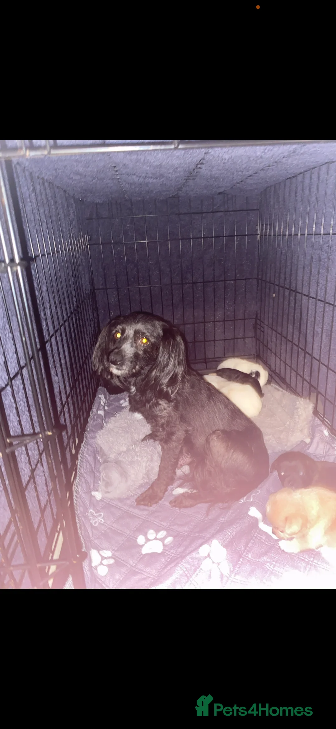 Mixed Breed dogs for sale: Pomapoo x Chihuahua puppies ready to go  - Advert 1