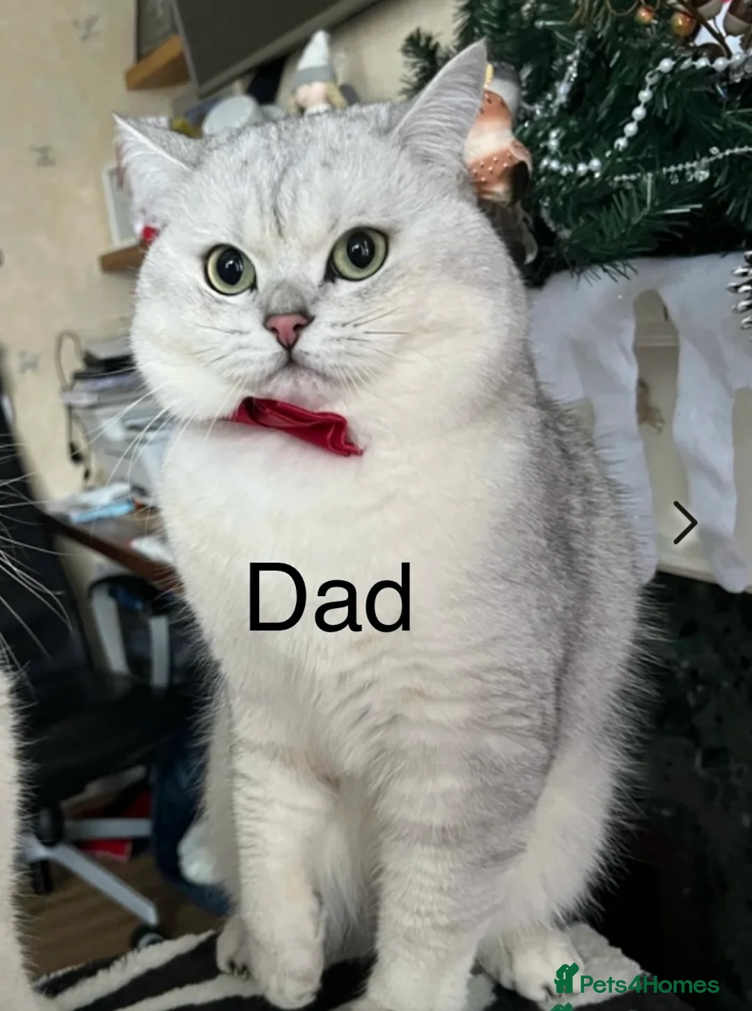 British Shorthair cats for sale:  Pedigree BSH Silver Spotted Tabby Kittens – TICA  in Northolt - Advert 2