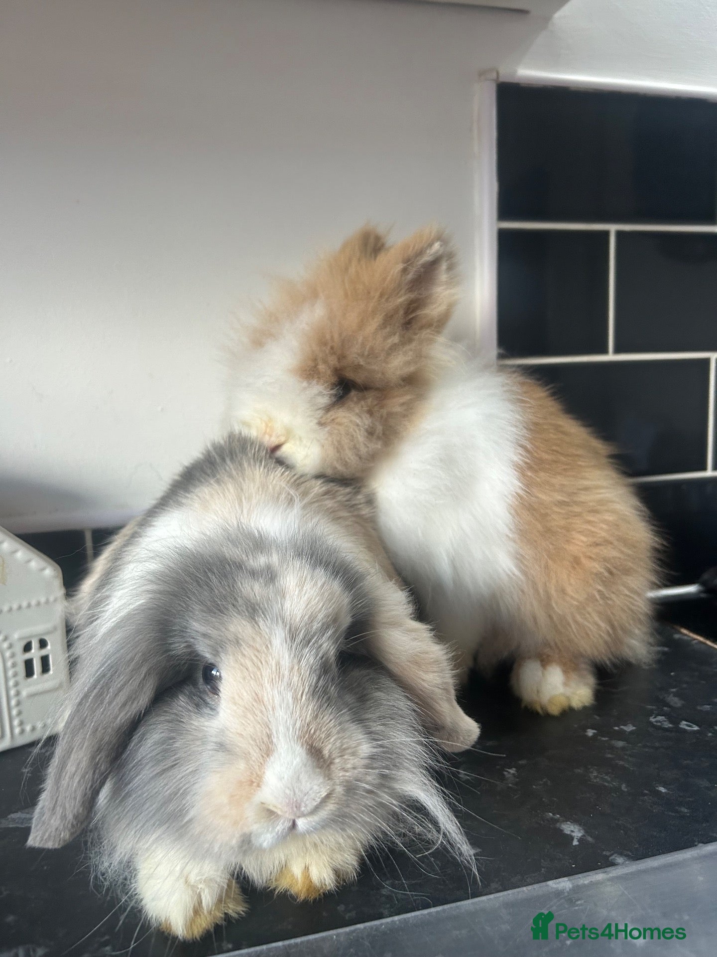Mixed Breed rabbits 2 male rabbits - Advert 19