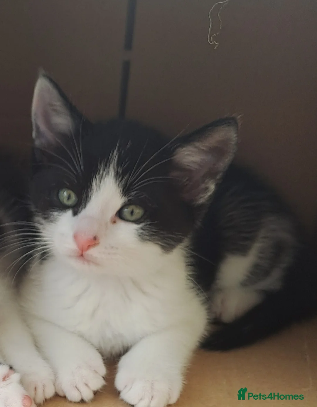 British Longhair cats for sale: 2 beautiful female domestic long-haired kittens   - Advert 2