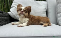 French Bulldog dogs for sale: KC registered frenchie boys  - Image 17