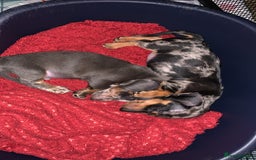 Miniature Dachshund dogs for sale: Silver Dapple Minature Dachshund  - Image 4