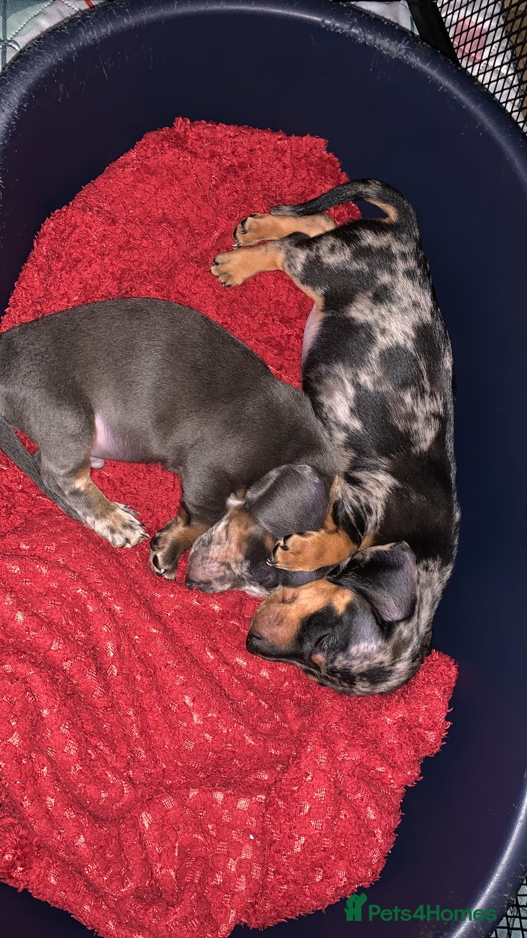 Miniature Dachshund dogs for sale: Silver Dapple Minature Dachshund  - Image 4