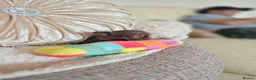 Chihuahua dogs for sale: Xx quality chocolate longcoat chihuahua puppies Xx - Advert 33