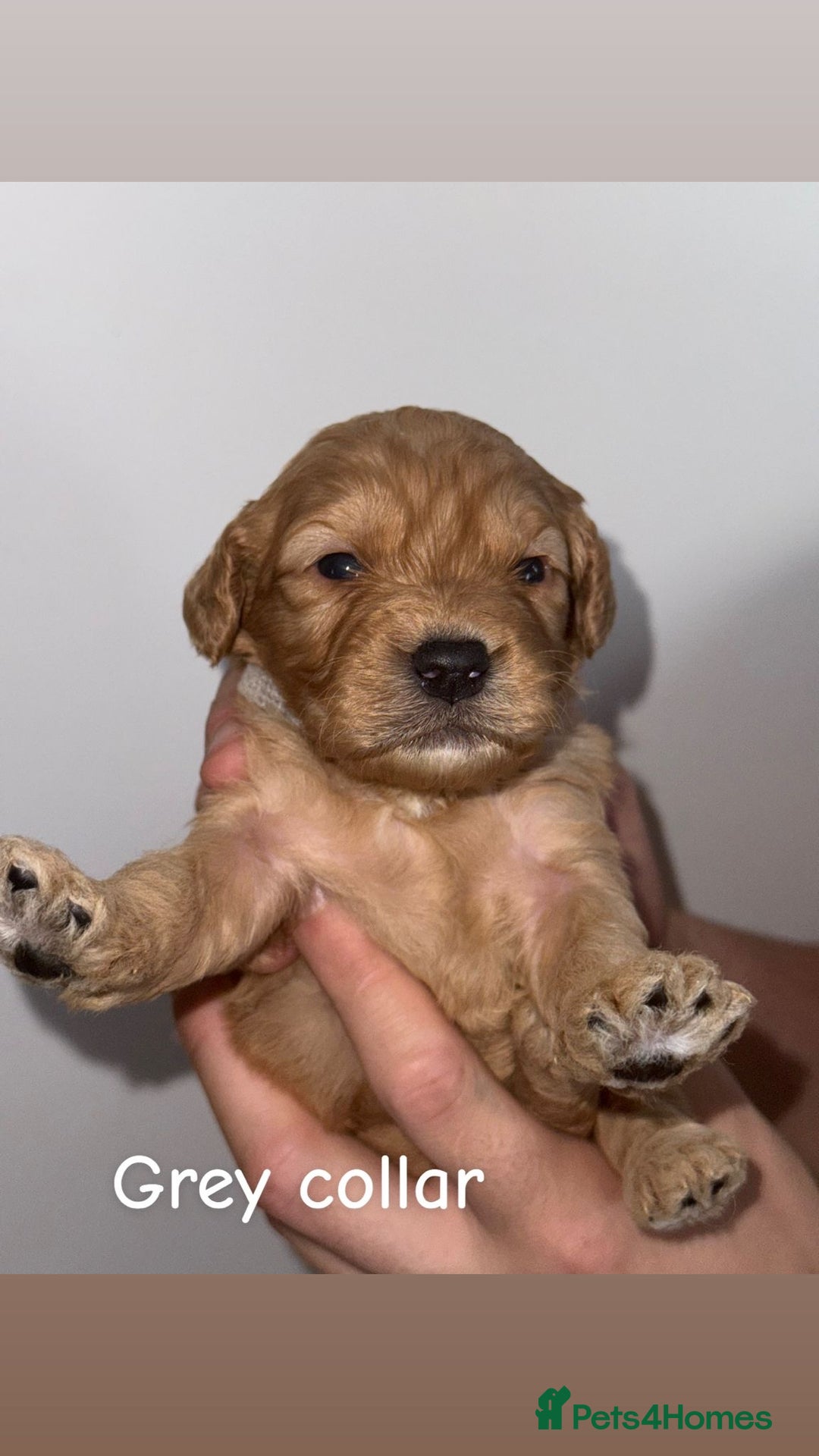 Cockapoo dogs for sale: 🐶 Adorable cockapoos 🐶 - Image 9