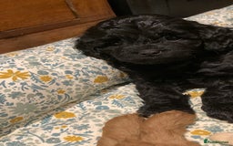 Cavapoo dogs for sale: Stunning premium F1 Cavapoo babies 🥰 - Image 23
