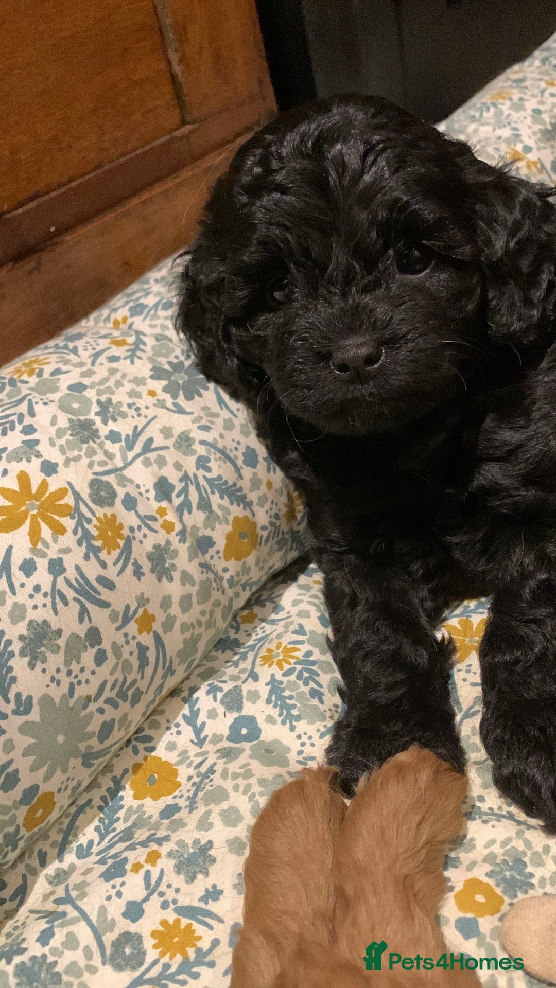 Cavapoo dogs for sale: Stunning premium F1 Cavapoo babies 🥰 - Image 23