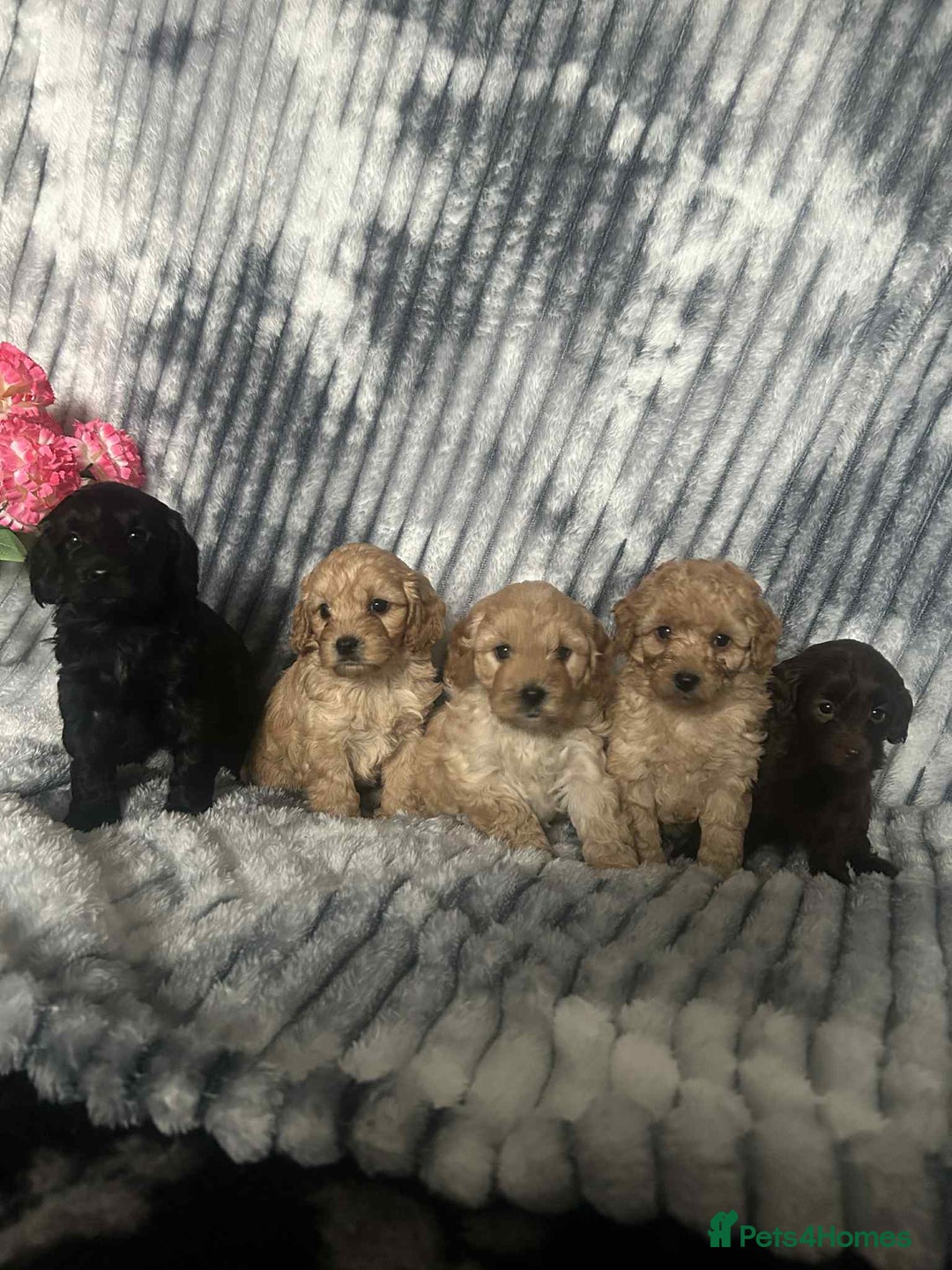 Cockapoo dogs for sale: F1B cockapoo  - Image 1