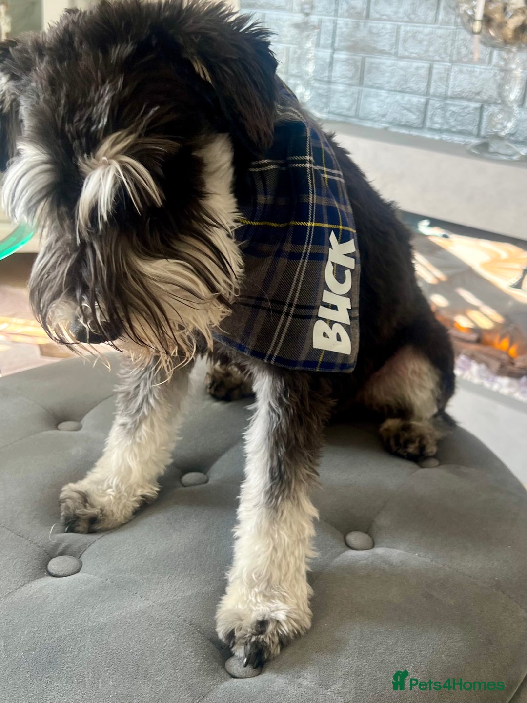 Miniature Schnauzer dogs for stud: 🐾🌟Miniature Schnauzer Stunning Stud 🌟🐾 - Advert 6