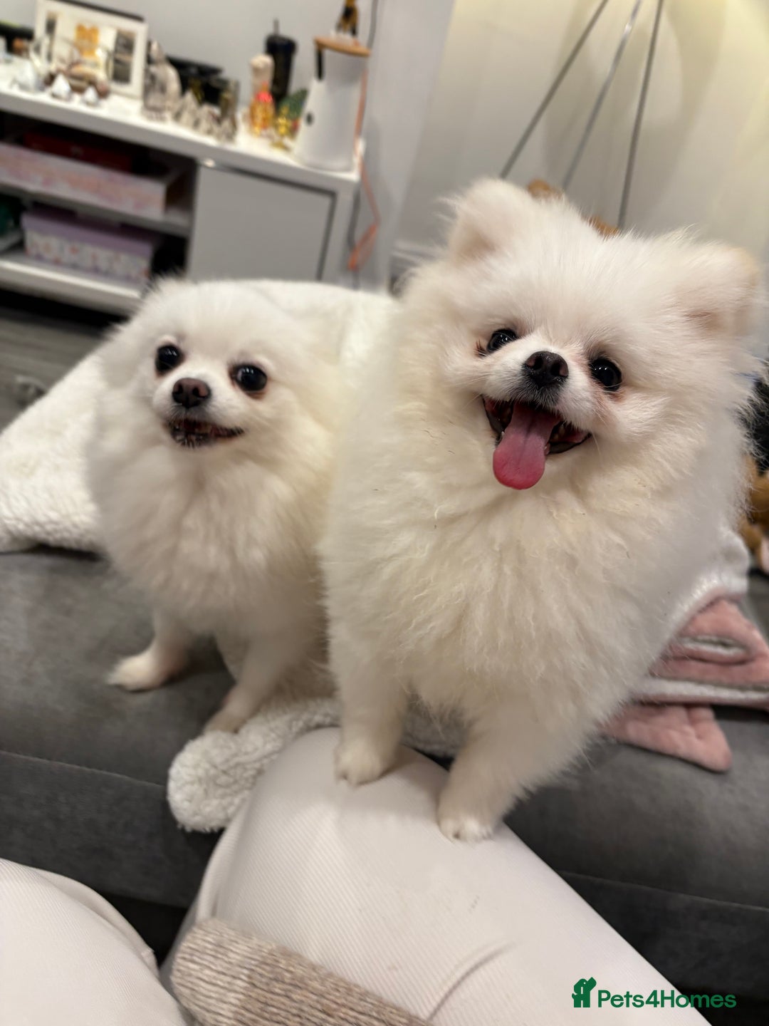 Pomeranian dogs for stud: White KC Pomeranian (Stud)  - Advert 11
