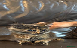Maine Coon cats for sale: Mainecoon cross kitrens - Image 3