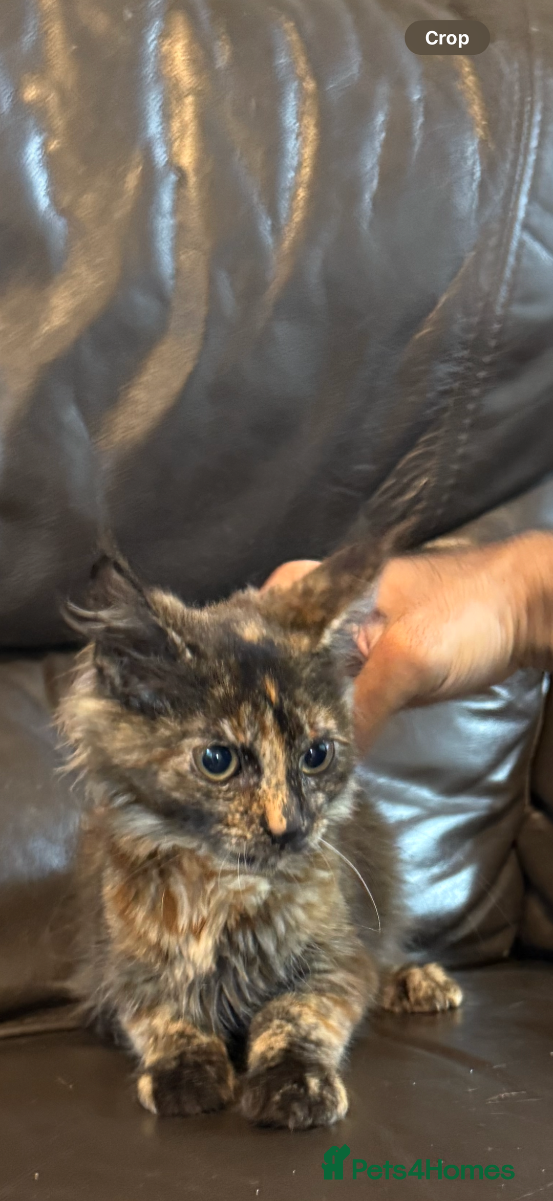Maine Coon cats for sale: Mainecoon cross kitrens - Image 3