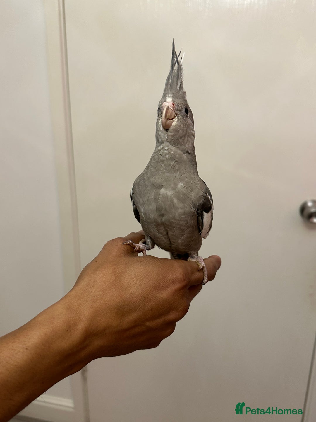 Cockatiels birds for sale: 2 baby super tame  hand reared Cockateils  - Image 2