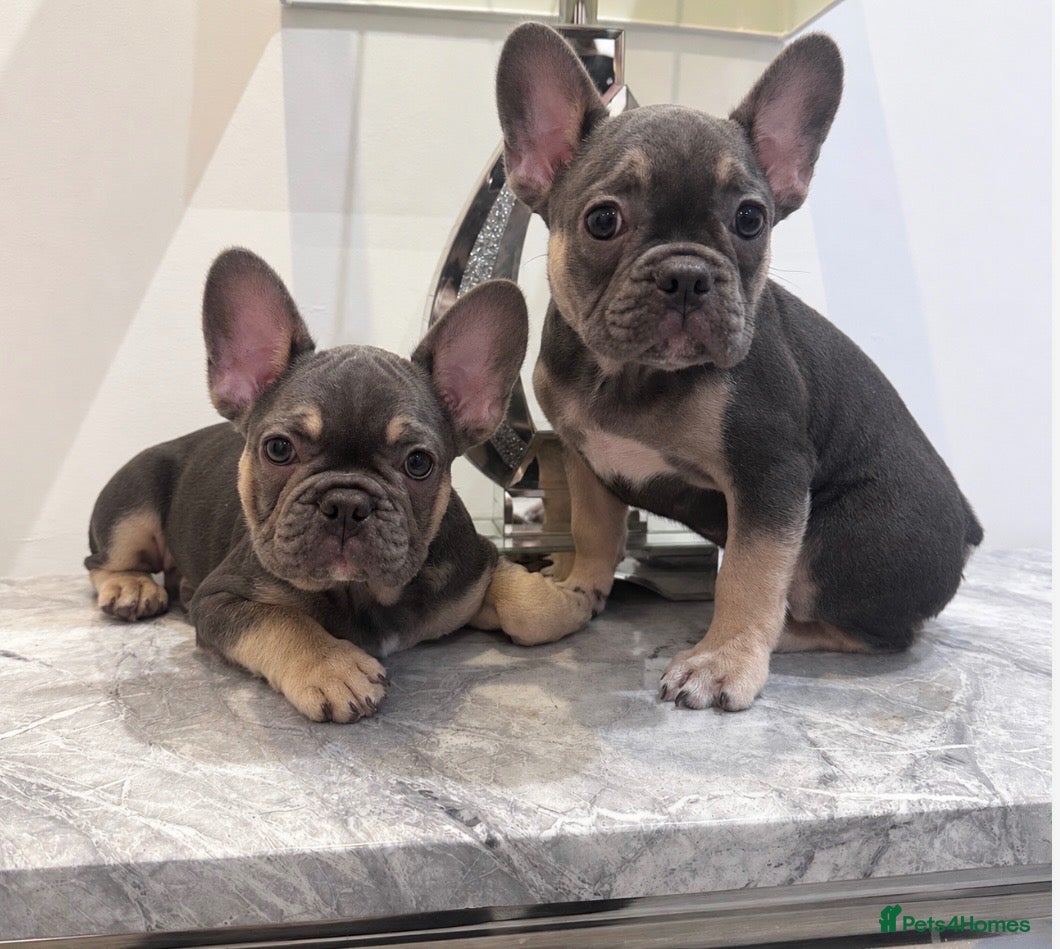 French Bulldog dogs 2 French Bulldog Puppies READY NOW - Advert 8