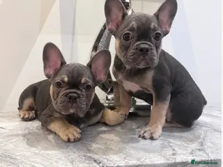 French Bulldog dogs 2 French Bulldog Puppies READY NOW - Advert 8