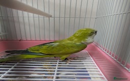 Parakeets birds for sale: Males and females DNA tested Quaker parrots babies - Image 9
