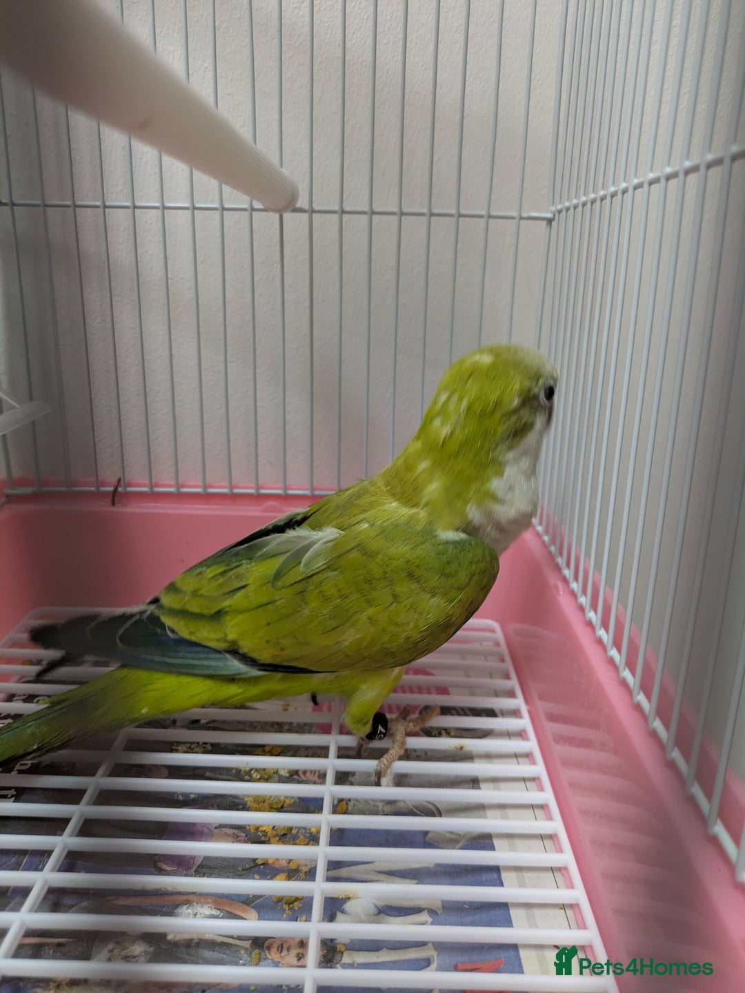 Parakeets birds for sale: Males and females DNA tested Quaker parrots babies - Image 9