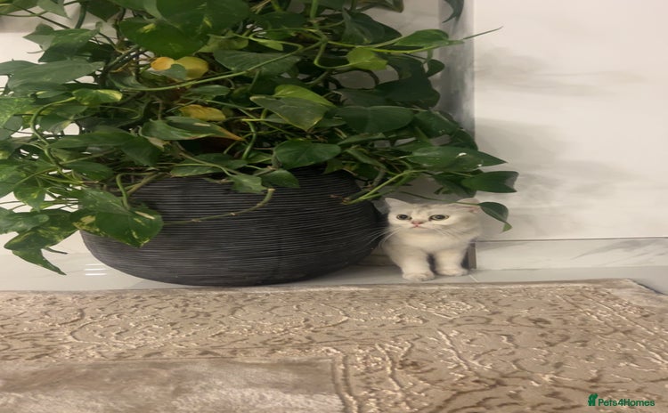 British Shorthair cats - Advert 7