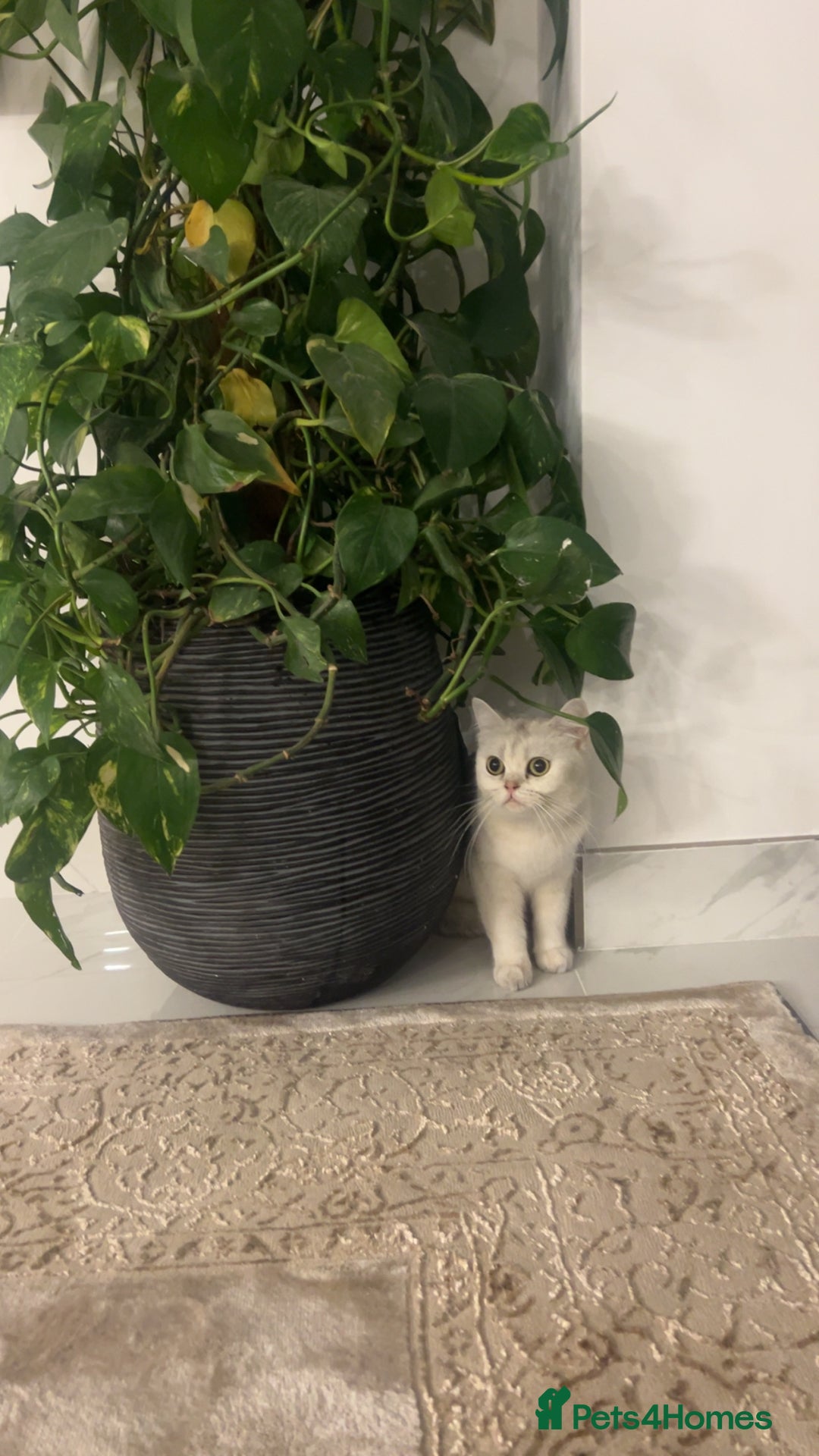 British Shorthair cats for sale: British short hair - Image 1