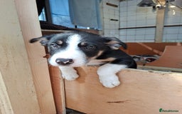 Border Collie dogs for sale: Border collie Puppy forsale - Image 3