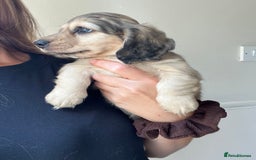 Miniature Dachshund dogs for sale: Highest quality champion line cream long haired  - Image 14