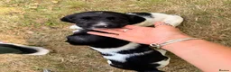 English Springer Spaniel dogs for sale: KC Registered Black & White ESS Puppies in Ludlow - Advert 8