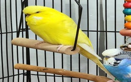 Budgerigars birds for sale: 3 Healthy Budgies with Cage & Toys Manchester  - Image 5