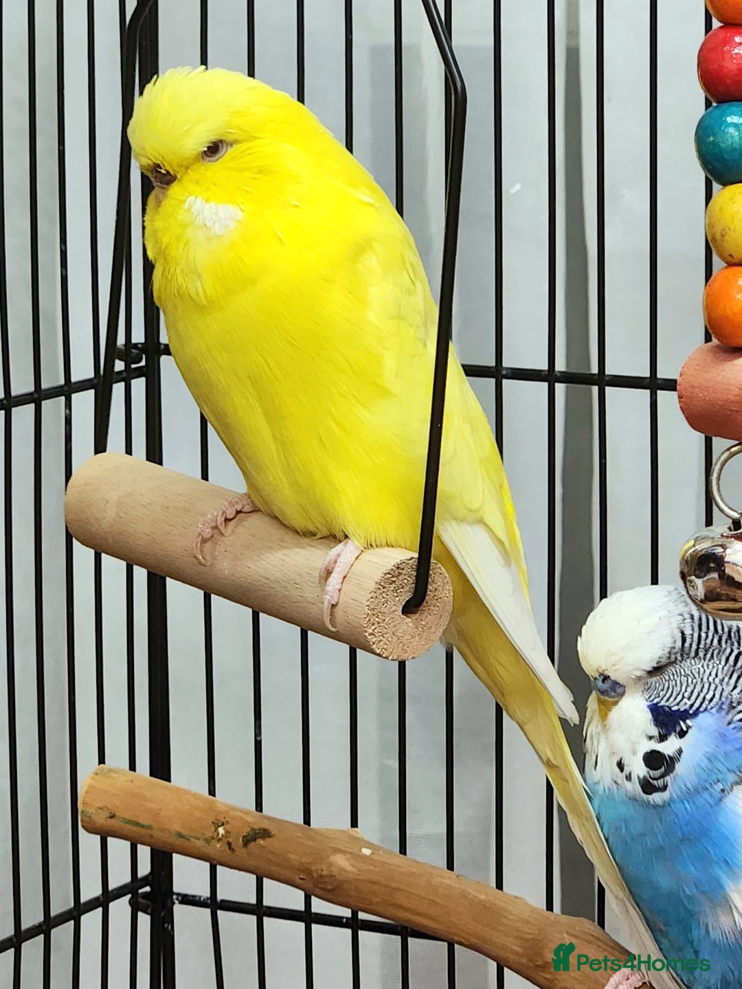 Budgerigars birds for sale: 3 Healthy Budgies with Cage & Toys Manchester  - Image 5
