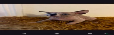 Sphynx 1