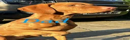 Hungarian Vizsla dogs for sale: Chunky KC Registered Hungarian Vizsla Puppies in Littleborough - Advert 21