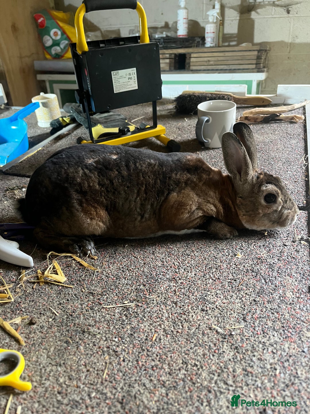 Rex rabbits for sale: Selection of Mini Rex boys  - Image 9