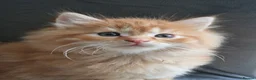 Norwegian Forest Cat cats for sale: Beautiful ginger Norwegian kittens  - Advert 9