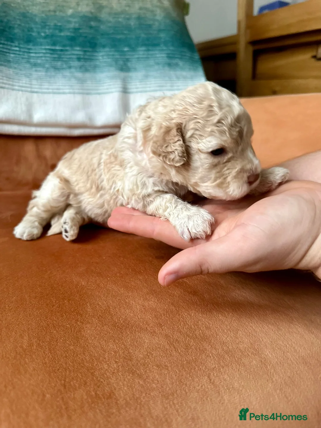 Lagotto Romagnolo dogs for sale: Lagotto Romagnolo Puppies  - Advert 17