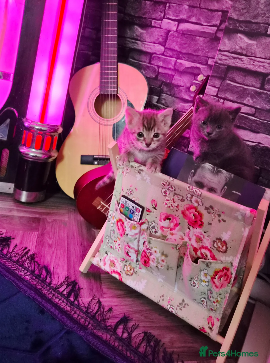 Mixed Breed cats for sale: 2 boys  in Selby - Advert 1