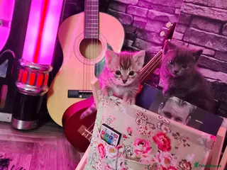 Mixed Breed cats 2 boys - Advert 2