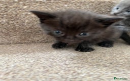 British Shorthair cats for sale: Grey & Black kittens for sale  - Image 13