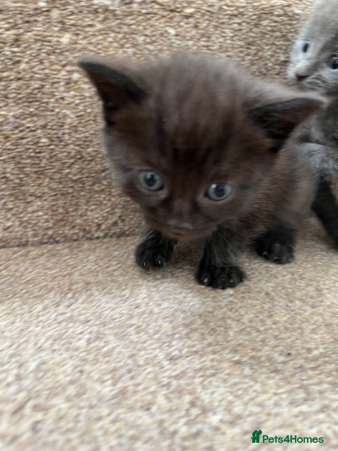 British Shorthair cats for sale: Grey & Black kittens for sale  - Image 13