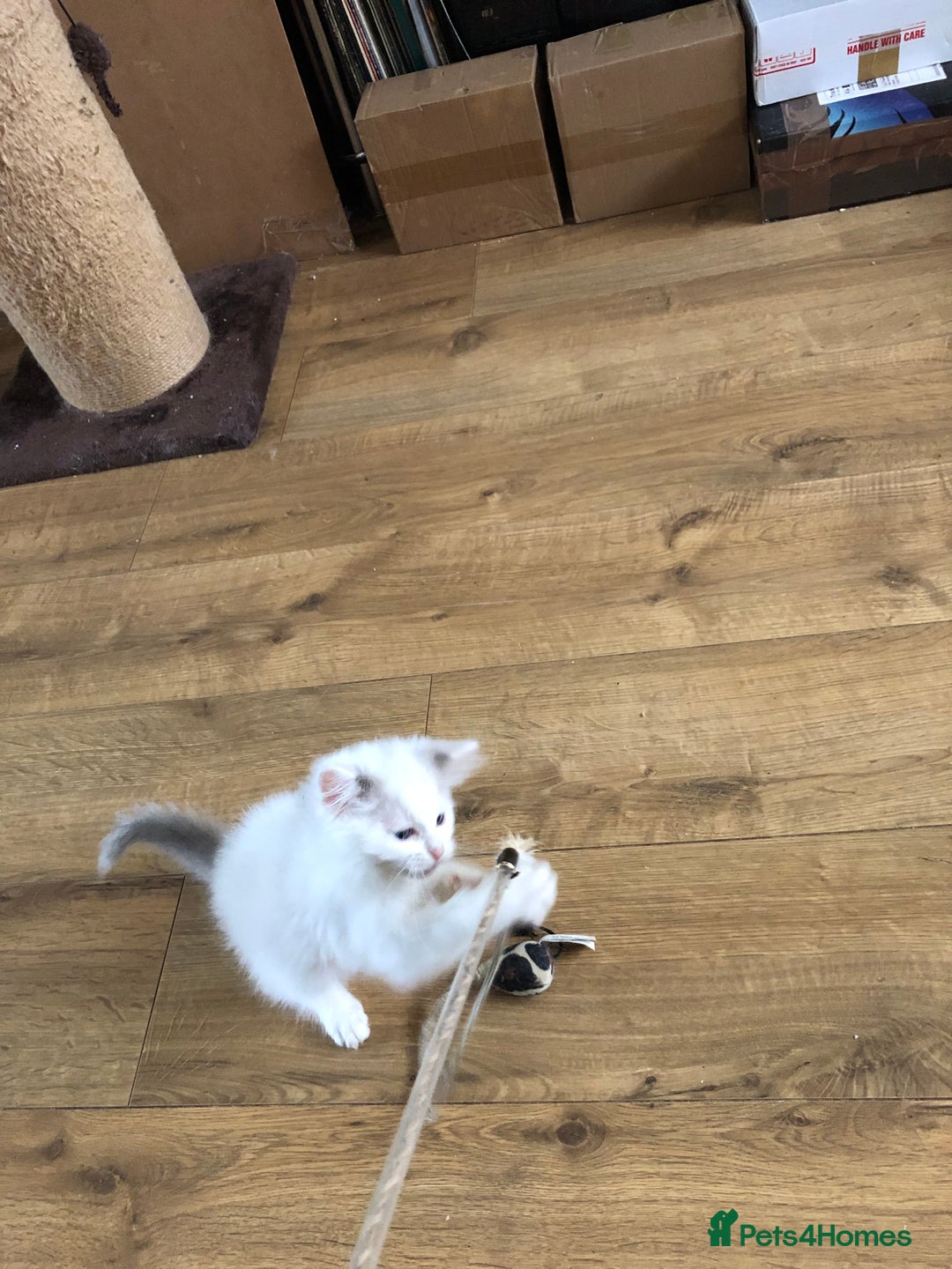 Ragdoll cats for sale: Beautiful Ragdoll kittens - Image 9