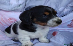 Jack Russell dogs for sale: Two jackrussel puppy's for sale - Image 3
