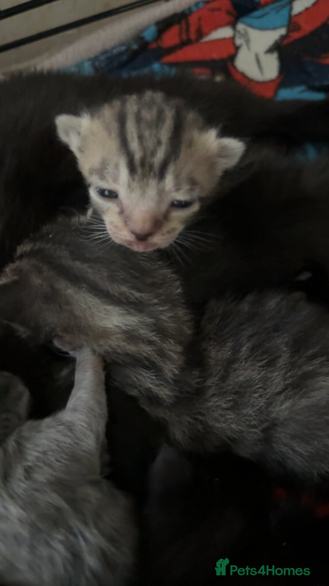 Mixed Breed cats for sale: 6 kittens looking for new homes  - Advert 11