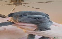 French Bulldog dogs for sale: Chunky french bulldog - Image 1