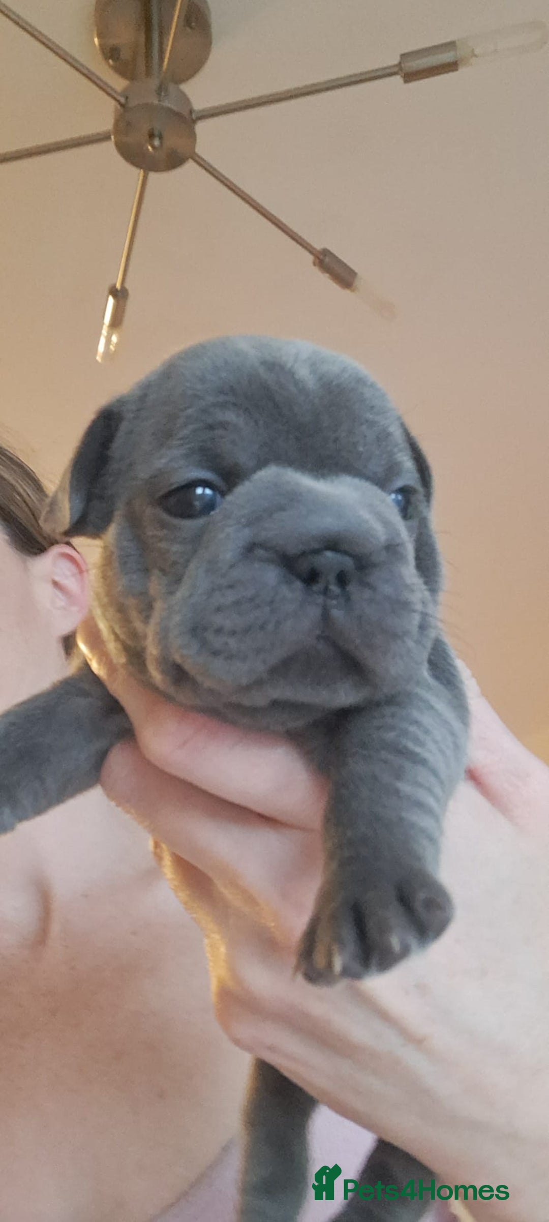 French Bulldog dogs for sale: Chunky french bulldog - Image 1