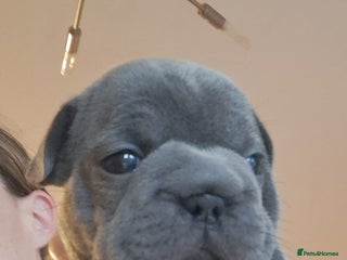 French Bulldog dogs - Advert 4