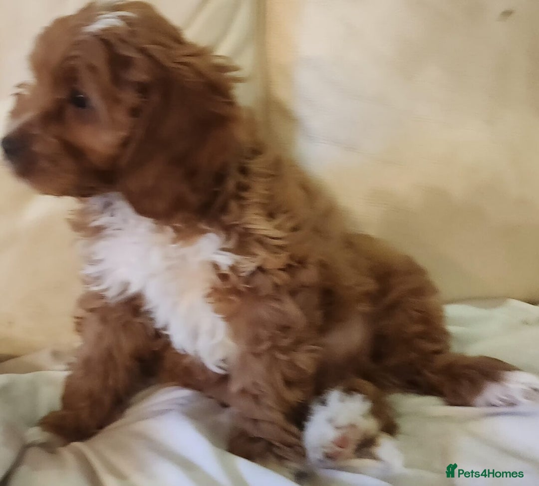 Cavapoo dogs for sale: Adorable Red&White Cavapoo Puppies Available Now  - Advert 7