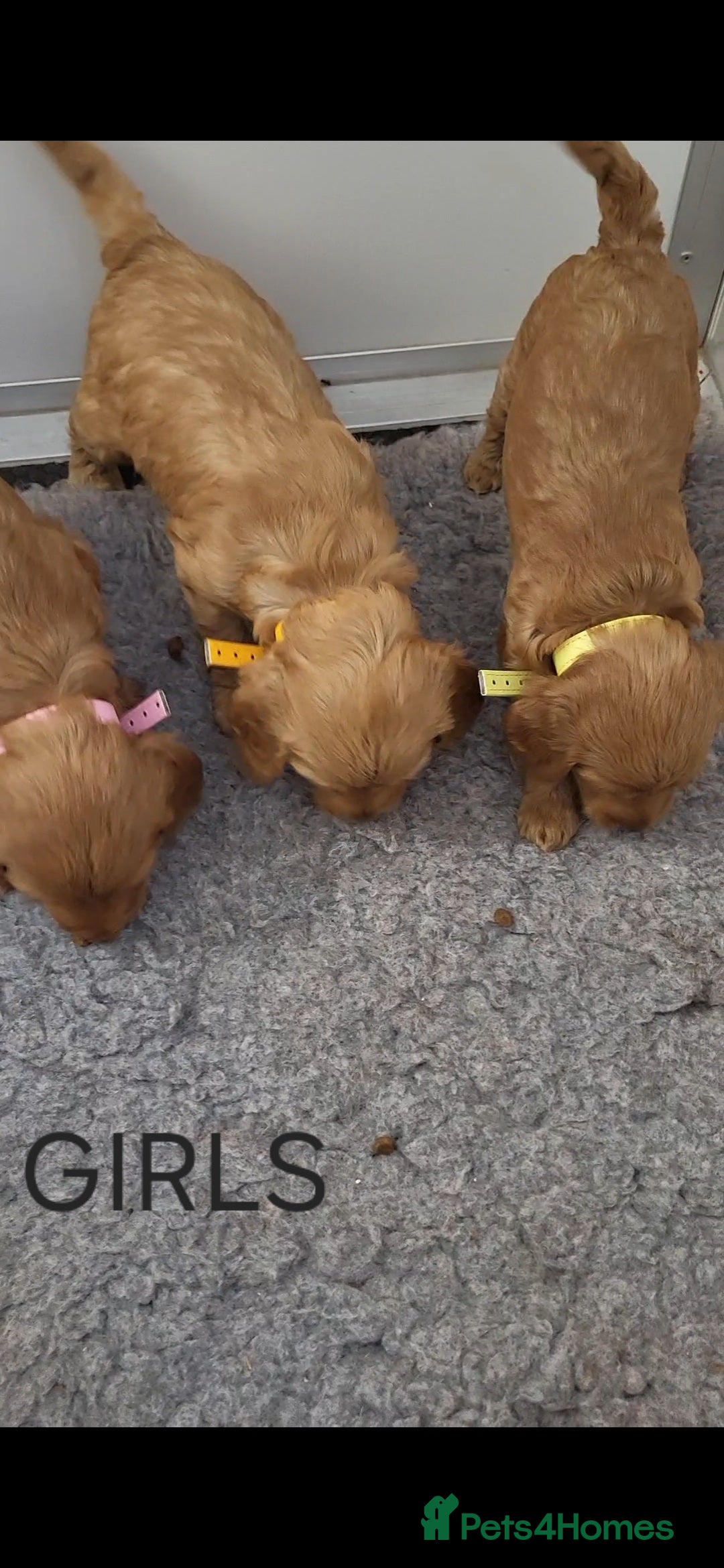 Goldendoodle dogs for sale: Miniature Goldendoodles  - Image 7