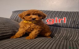 Cockapoo dogs for sale: Toy cockapoo puppies - Image 5